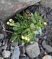 Draba alpina