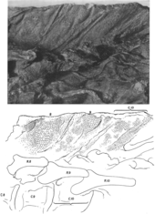 Photograph and interpretive drawing of a part of the neck region of the mummy