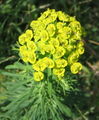 Euphorbia cyparissias (cyathia v okolíku)