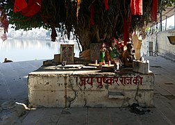 Ficus benghalensis à Pushkar (Rajasthan) (3).jpg