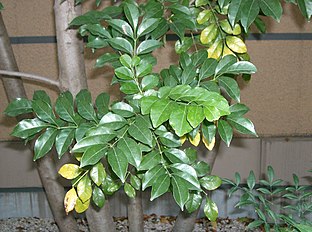 Fraxinus griffithii