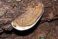 Fomitopsis pinicola