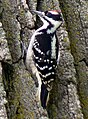 Hairy Woodpecker (Picoides villosus)