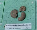 en:Holcodiscus karakaschi en:Breskovski, Upper en:Barremian, en:Brestak, Cr1 444 at the en:Sofia University "St. Kliment Ohridski" Museum of Paleontology and Historical Geology