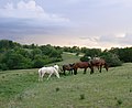 Horses with thunderstorm overhead at Platte River State Park, Nebraska