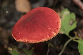 Hortiboletus rubellus - panoramio - Björn S. (15).jpg