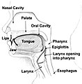 Vista de section transverse del capite con collo e bucca