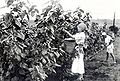 Japanese immigrants with silkworm breeding