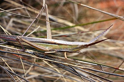 Achurum carinatum