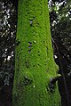 Musgos creciendo sobre tronco de Cryptomeria japonica en un rincón del Parque