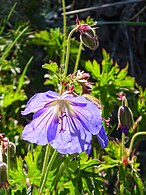 Purple geranium