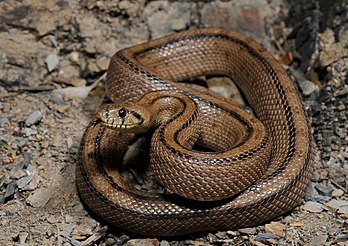 Cobra-de-escada (Rhinechis scalaris), não venenosa, é encontrada principalmente na Península Ibérica e nas regiões mediterrâneas da França. (definição 3 949 × 2 793)