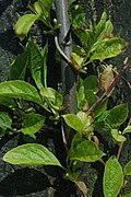 Schisandra sinensis.jpg