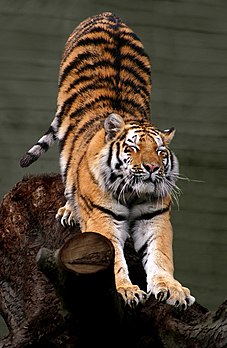 Tigre de Sibérie (Panthera tigris altaica), au zoo d’Aalborg (Danemark). (définition réelle 651 × 1 000*)