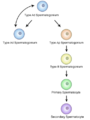 Dijagram spermatocitogeneze Wandimu Geneti
