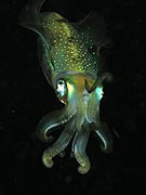 Squid komodo.jpg