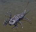 Stylonurus, a freshwater eurypterid, North America