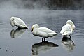 Whooper swans resting at Sunayu Onsen at Lake Kussharo, Japan