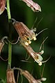 Tolmiea menziesii