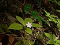 Trientalis borealis