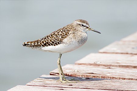 Wood sandpiper, by JJ Harrison