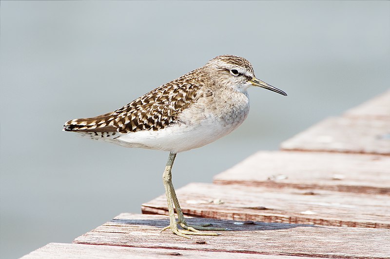 Wood Sandpiper