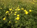 Globeflower