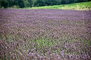 Ladang lavender di Perancis