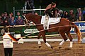 Optische Peitschenhilfe: Peitsche Richtung Sprunggelenk abgesenkt. Das Pferd versammelt sich und wölbt den Rücken auf.