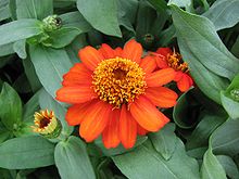 Zinnia-06.06.21.jpg