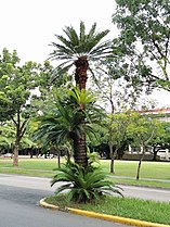 Cycas taitungensis