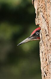 Gros plan de l'écorce d'un arbre, l'avant de la tête d'un oiseau de profil sortant d'un trou à l'intérieur.