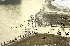 Wasservögel im Delta