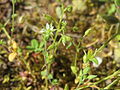 Sand-Hornkraut Cerastium semidecandrum