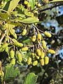 Immature fruits