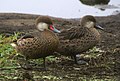 English: left with red base of upper beak adult, right with black beak juvenile.
