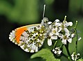 Sommarfugl (Anthocharis cardamines) på laukurtblom.