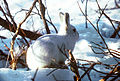 Vauged jäniš (Lepus timidus)