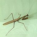 Mantis (Melbourne, Australia)