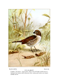 Passerella iliaca (common: Fox Sparrow) Plate XLVIII in: Bird-Life, Teachers Manual, 1899