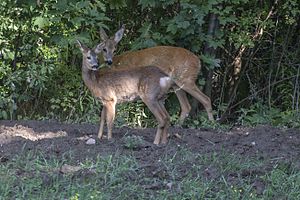 Capreolus Capreolus Sarna europejska