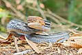 Coelognathus radiatus, Radiated rat snake - Thai National Parks