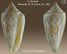 Conus lienardi