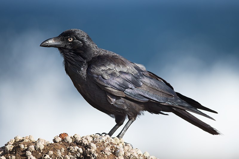 Australian Raven