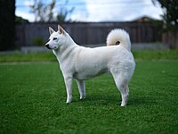 A "white" (also called "cream") Shiba Inu