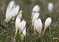 Crocus vallicola (H)