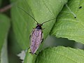 Die Gemeine Waldschabe (Ectobius lapponicus) ist wie die Dunkle Waldschabe weit verbreitet und häufig. Im Bild zu sehen ist ein Männchen.