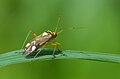 Eichen-Schmuckwanze (Rhabdomiris striatellus)