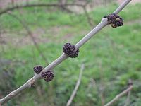 Mannelijke bloeiwijze in knop