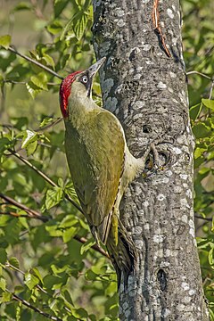 Oiseau globalement vert-jaune accroché à un tronc d'arbre, en appui sur sa queue rigide. La tête porte un masque noir, avec une calotte rouge. Le bec est noir et pointu.